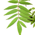 برگ سدر Cedar Leaves